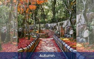 Japanese Autumn 