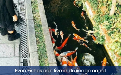Japanese Fishes