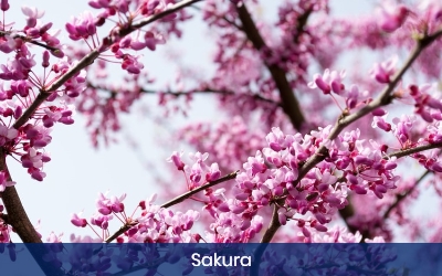 Sakura